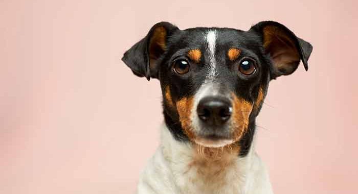 Moving to NYC With a Dog: What It Actually Costs